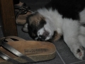 DSC_6662-r51.jpg