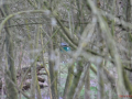 DSC_0007-r51.jpg