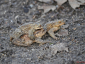 DSC_0013-r51.jpg