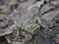 DSC_0014-r51.jpg