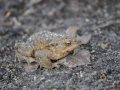 DSC_0015-r51.jpg