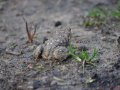 DSC_0016-r51.jpg