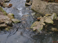DSC_0046-r51.jpg