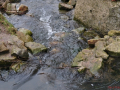 DSC_0047-r51.jpg