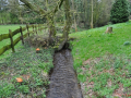 DSC_0246-r51.jpg