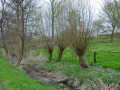 DSC_0255-r51.jpg