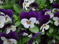 DSC_0276-r51.jpg