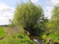 DSC_0557-r51.jpg