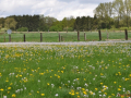 DSC_0575-r51.jpg