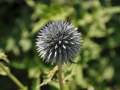 DSC_2349-r51.jpg