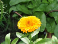DSC_2351-r51.jpg