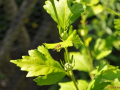 DSC_2352-r51.jpg