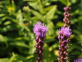 DSC_2353-r51.jpg