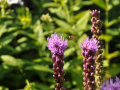DSC_2354-r51.jpg