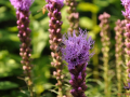 DSC_2355-r51.jpg