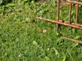 DSC_2356-r51.jpg