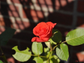 DSC_2357-r51.jpg