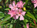 DSC_2358-r51.jpg