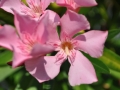 DSC_2359-r51.jpg