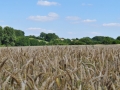 DSC_2364-r51.jpg