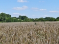 DSC_2365-r51.jpg