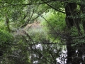 DSC_2421-r51.jpg