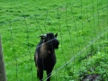 DSC_2435-r51.jpg