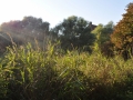 DSC_2985-r51.jpg