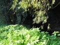 DSC_2994-r51.jpg
