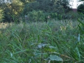 DSC_3003-r51.jpg