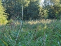 DSC_3004-r51.jpg