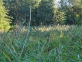 DSC_3005-r51.jpg