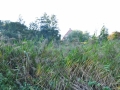 DSC_3006-r51.jpg