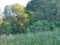 DSC_3032-r51.jpg
