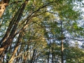 DSC_3061-r51.jpg