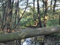 DSC_3062-r51.jpg