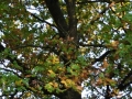 DSC_3066-r51.jpg