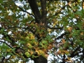DSC_3067-r51.jpg