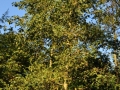 DSC_3068-r51.jpg