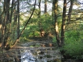 DSC_3074-r51.jpg