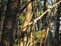 DSC_3076-r51.jpg