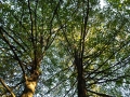 DSC_3077-r51.jpg