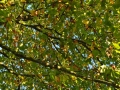 DSC_3078-r51.jpg
