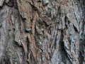 DSC_3087-r51.jpg