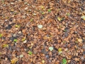 DSC_3106-r51.jpg