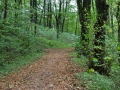 DSC_3107-r51.jpg