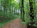 DSC_3108-r51.jpg