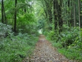 DSC_3109-r51.jpg