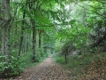 DSC_3112-r51.jpg