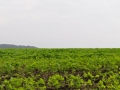 DSC_3114-r51.jpg